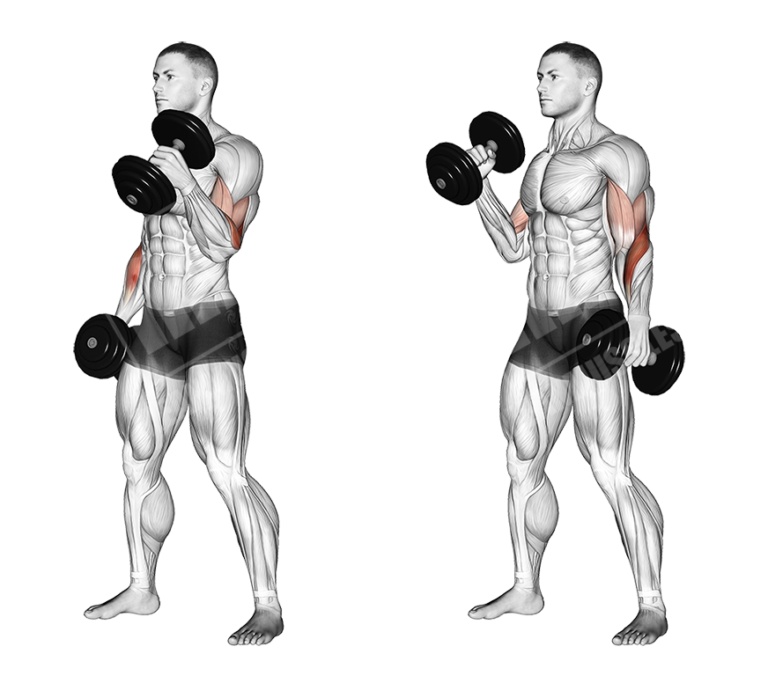 Arm Blaster Workout Meanmuscles