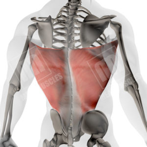 latissimus dorsi