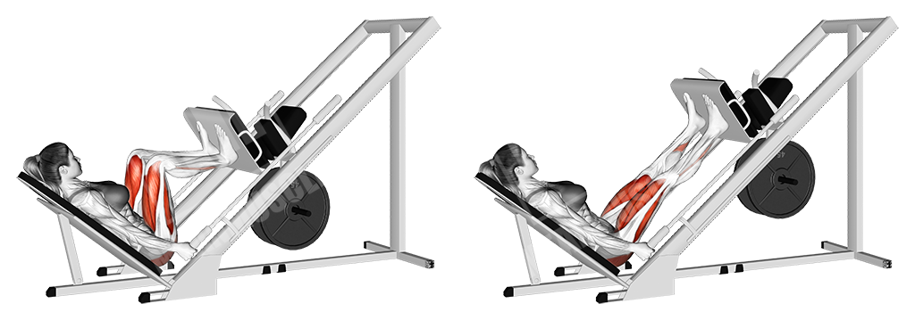 leg press female