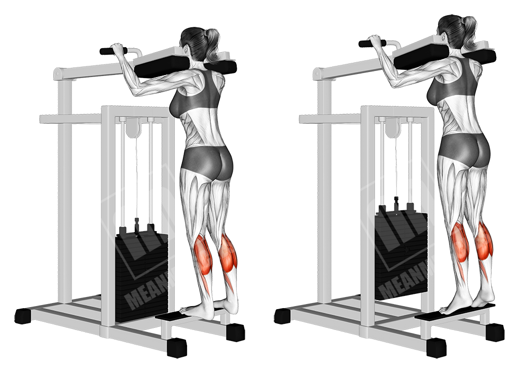 standing calf raises female