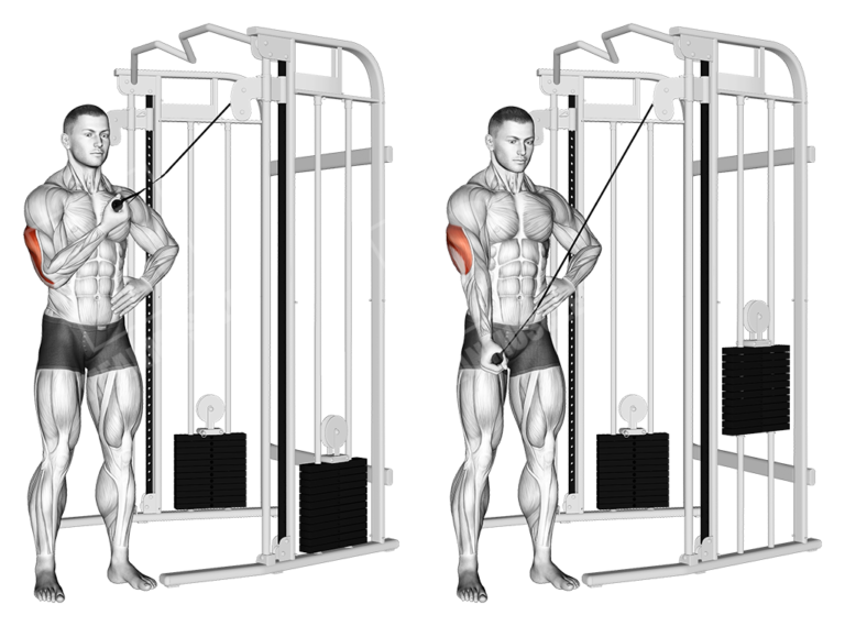 Feathered Triceps Workout Meanmuscles