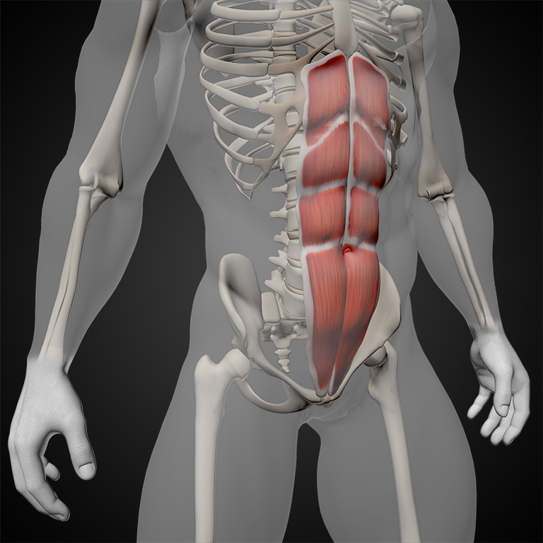 Rectus-Abdominis