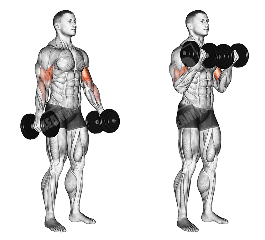 dumbbell standing bicep curls