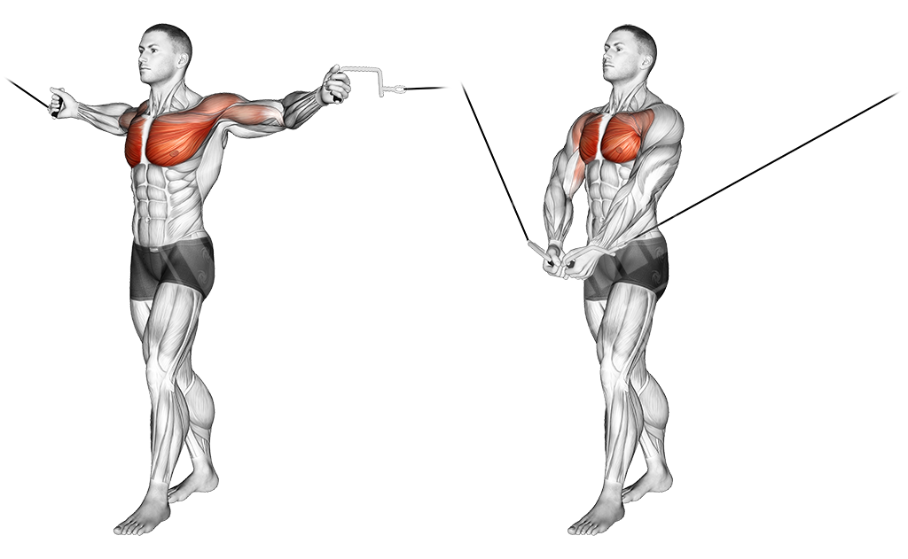 Best Chest Workout Meanmuscles