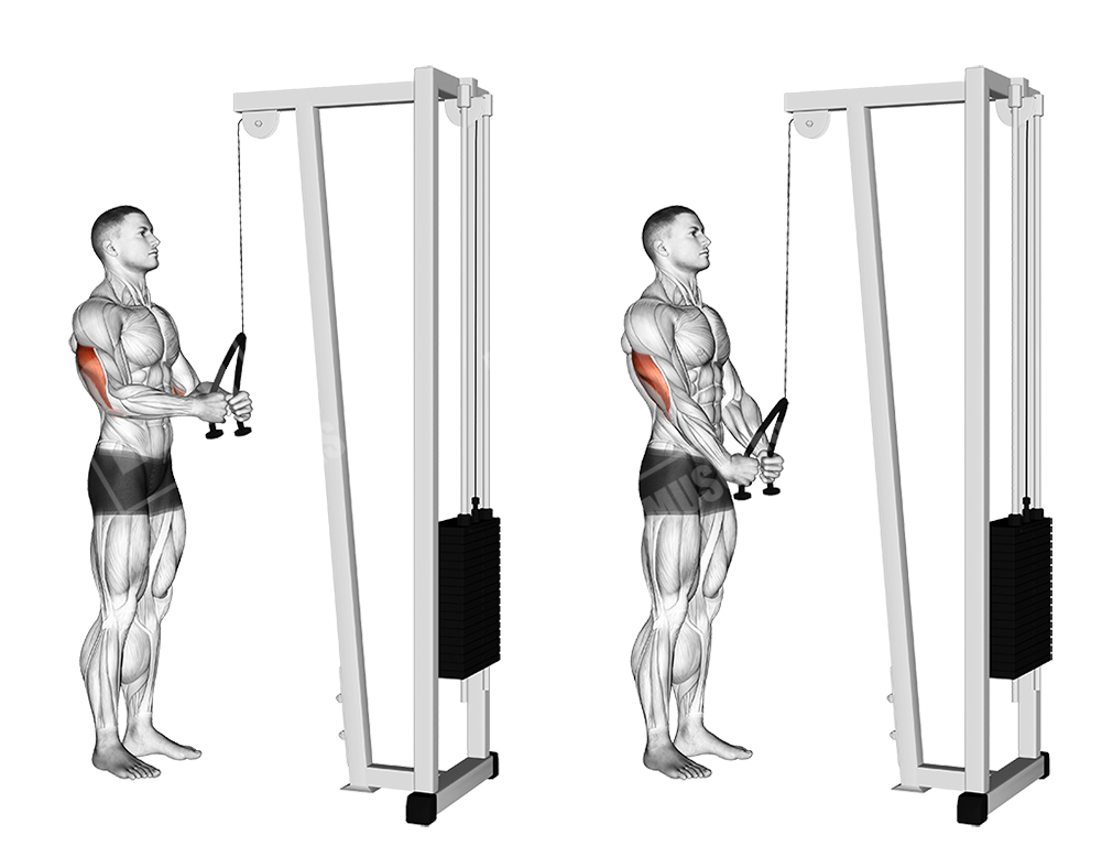 Cable rope pushdowns