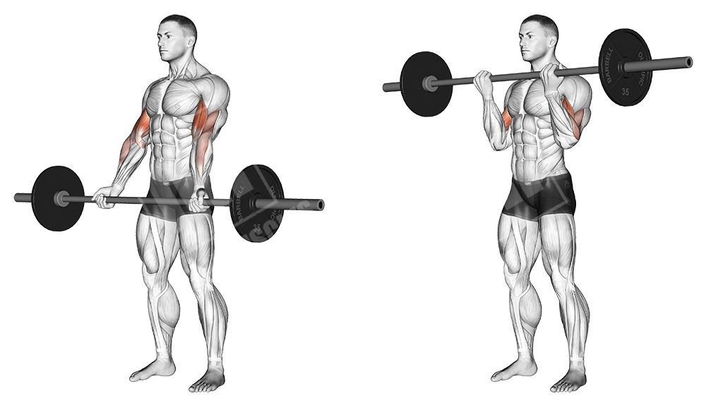 Barbell biceps curl