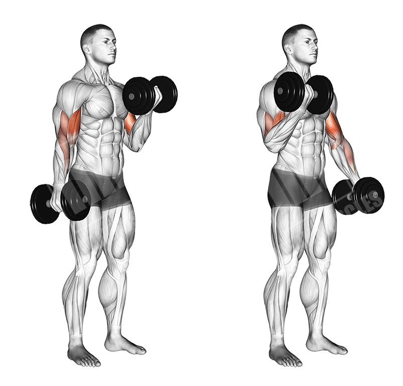 Alternate Dumbbell Curl