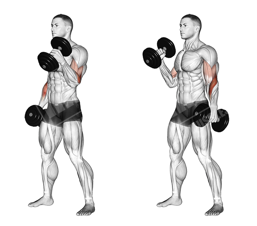 Dumbbell hammer curls