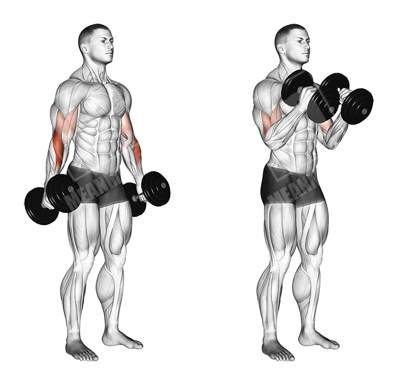 dumbbell hammer curl