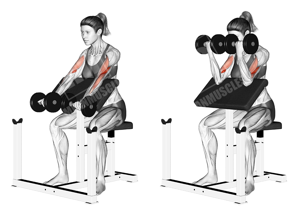 dumbbell preacher curls female