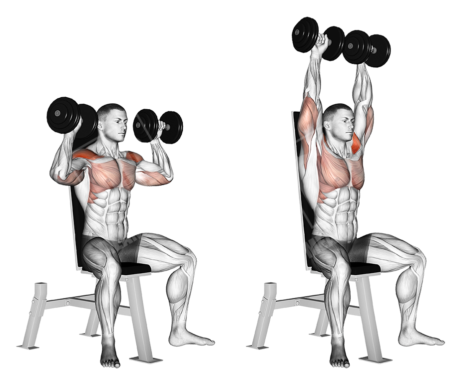 Dumbbell seated shoulder press