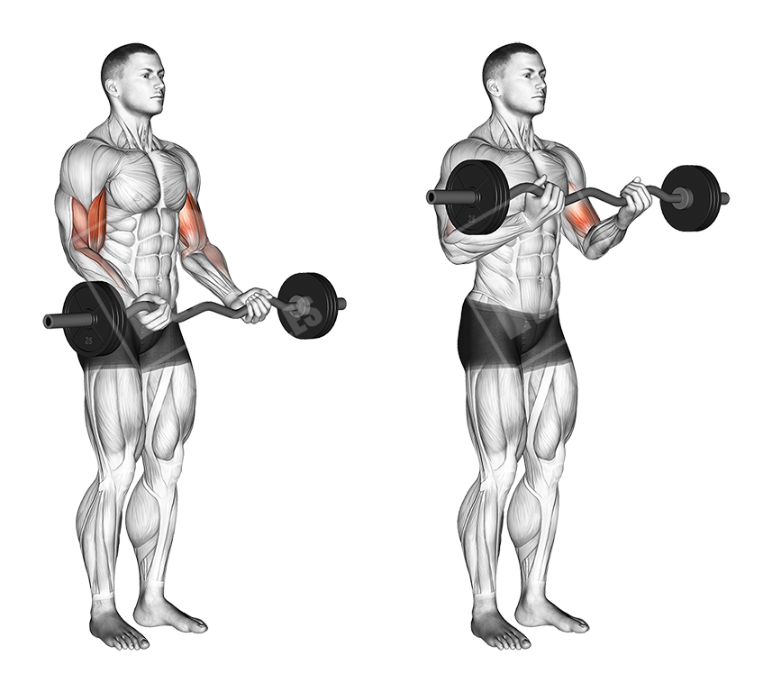 Barbell Preacher curl