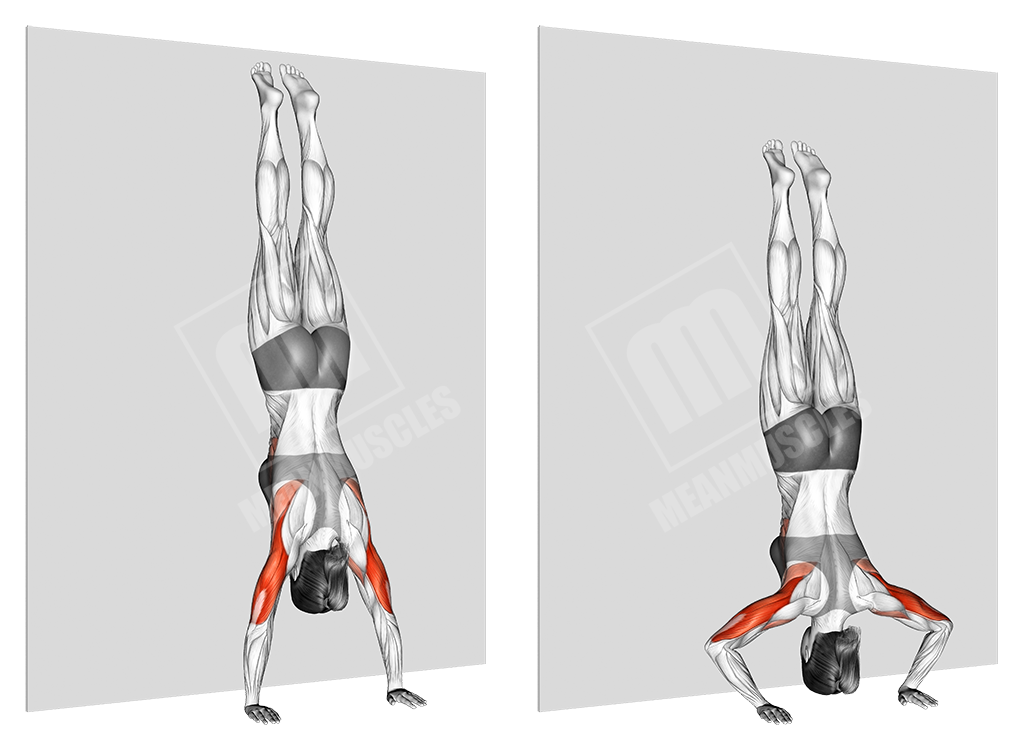 Handstand hold/push up