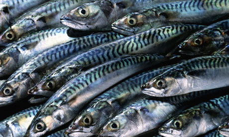 mackerel