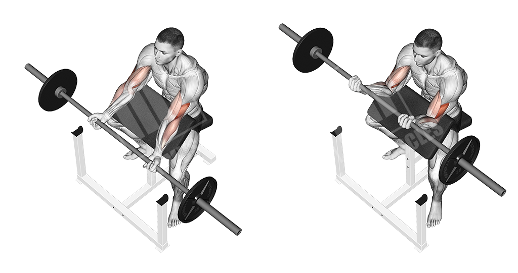 Barbell preacher curl