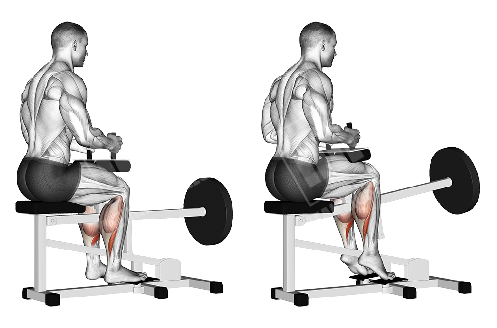 Seated calf machine raises