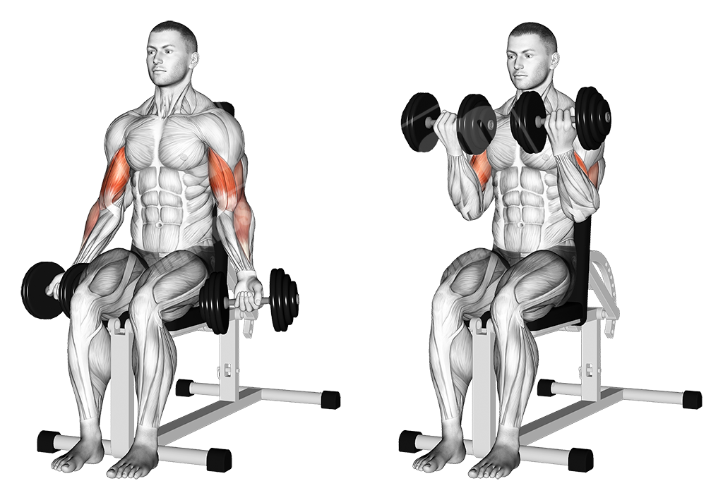 seated dumbbell curl
