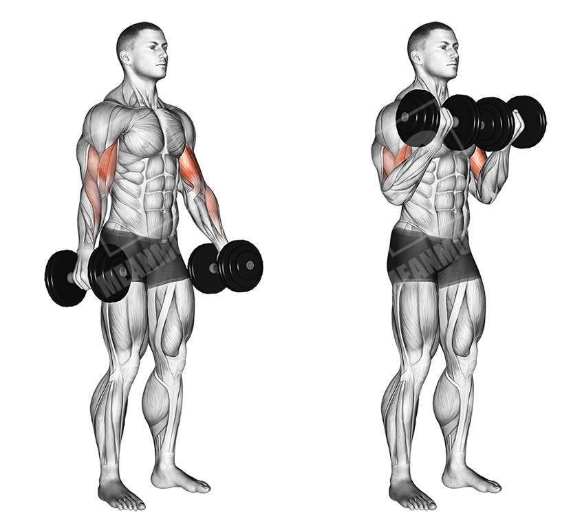 standing dumbbell curl