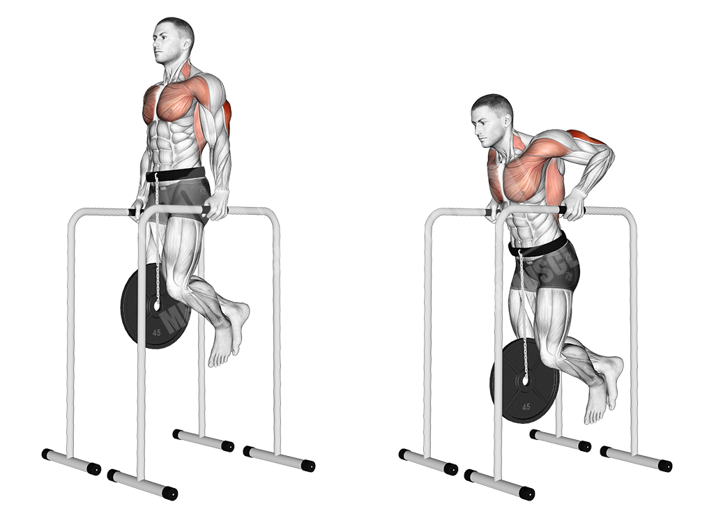 weighted parallel bar triceps dips 