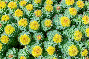 Rhodiola